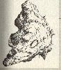 Ti